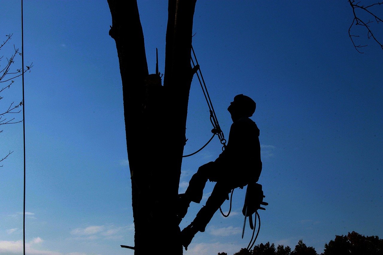 tree service st louis mo